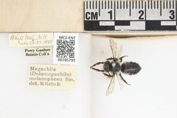 Media type: image;   Entomology 785792 Aspect: labels